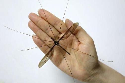 世界上最大的蚊子：金腹巨蚊 比一般蚊子大十倍左右_涨知识了 ...