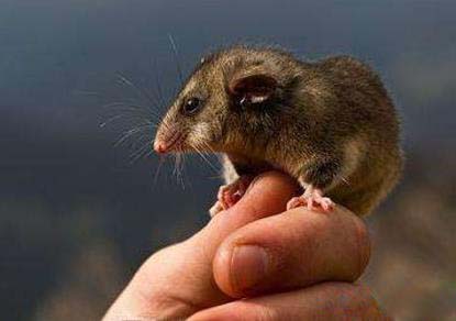世界上最小的哺乳动物 萌萌哒的小动物_涨知识了
