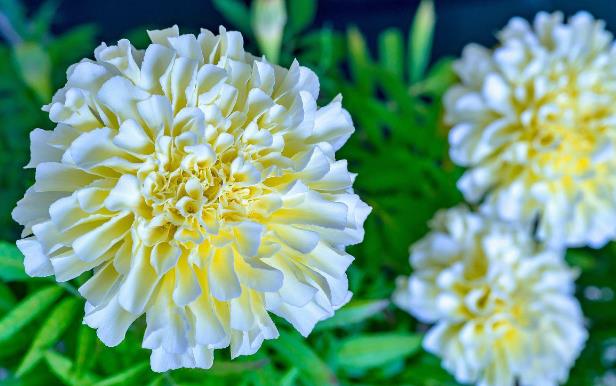 世界上最贵的菊花品种：白色万寿菊_涨知识了